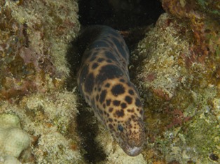 Scuticaria tigrina